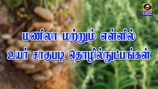 மணிலா மற்றும் எள்ளில் உயர் சாகுபடி தொழில்நுட்பங்கள் | 22.05.2023