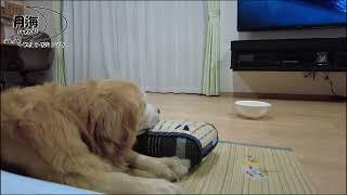 A pet dog watching a favorite movie leisurely. just like a human