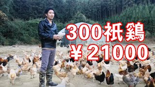 【石頭記事】外地老闆找小鄧買300只土雞，說出價格小鄧直接拒絕了，虧本買賣