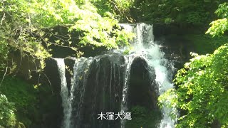 木窪大滝八重桜＠津幡町牛首