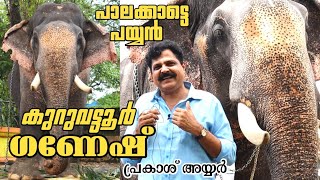 Kuravattoor Ganesh | പാലക്കാട്ടെ പയ്യൻ | Elephant Frames