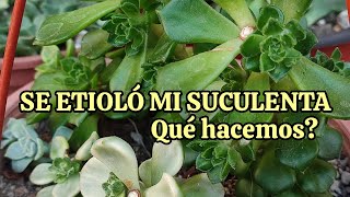 PORQUÉ MI SUCULENTA SE ETIOLÓ? TIPS #suculents #plantas #succulents #plantassuculentas #plants