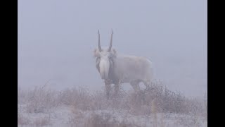 Kurmangazy - Aqsaq kiik (Құрманғазы - Ақсақ киік) #Kazakhstan #centralasia