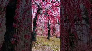 等到 每一帧都是热爱 治愈系风景 景迈山  京都遥遥 梅花 旅游 爱玩爱笑爱吃爱睡 #旅行推荐官 #小团 #专业导游 #vx@kyoto yao #Travel