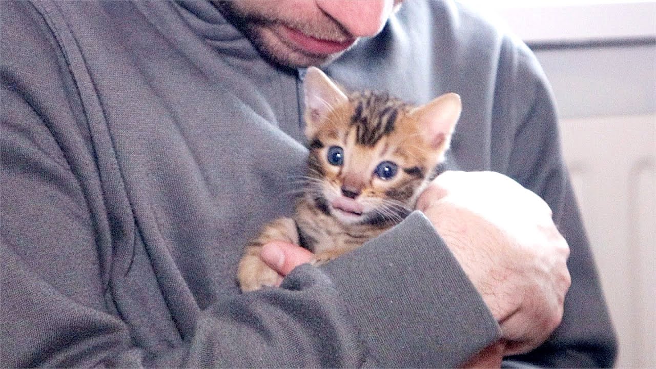 Kitten Ivy is very Attached to his Daddy