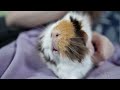 all the guinea pig’s favorite things in one day