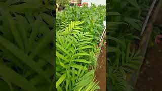 Indoor plants available for best price with good quality| Greenformula Landscapers | chennai