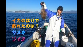 イカの針で、釣れたのは何？