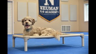 Blu (Aussiedoodle) Boot Camp Dog Training Video Demonstration