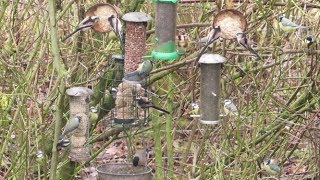 Bird feeders feeding frenzy, FANTASTIC!! UK wild garden birds.