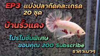 #แบ่งปันปลากัด | EP 3 โปรโมชั่น ฉลอง 200 Subscribed #ร้านปลากัดออนไลน์ ราคาเบาๆ #betta