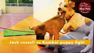 Dog Aggressive | Dog Biting | Jack Russell vs Kombai Puppy Fight | Dog Fight