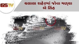 અમરેલી - ચલાલા શહેરમાં જોવા મળ્યા બે સિંહ | Gstv Gujarati News