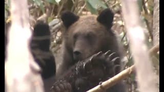 【北海道ヒグマ対策】 クマの個体数を7980頭へ　前年から\