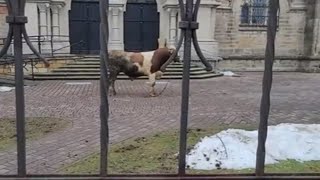 Byk uciekł z transportu i przechadzał się po rynku. Nietypowa interwencja.