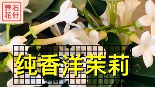 开满白花、香气扑鼻的非洲茉莉 - 马达加斯加茉莉 - 新年礼品植物系列 - Madagascar Jasmine CA$30/pot