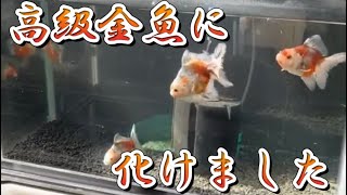 【金魚飼育】去年の10月に迎え入れた東錦当歳魚の成長記録と7月に入ってからの120センチ水槽の様子 #金魚飼育 #金魚