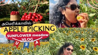 ஒரே மரத்தில் இத்தனை Apple பழங்கள்! | அமெரிக்காவில் Apple Picking | Sunflower Garden| USA Tamil VLOG