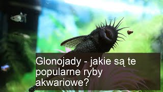 Glonojady: Odkryj tajemnice tych popularnych ryb akwariowych!