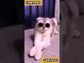 Video lucu kucing pakai kacamata hitam bikin ngakak #shorts