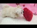 no.181553 マルプー ペットショップ犬の家＆猫の里東海名和店