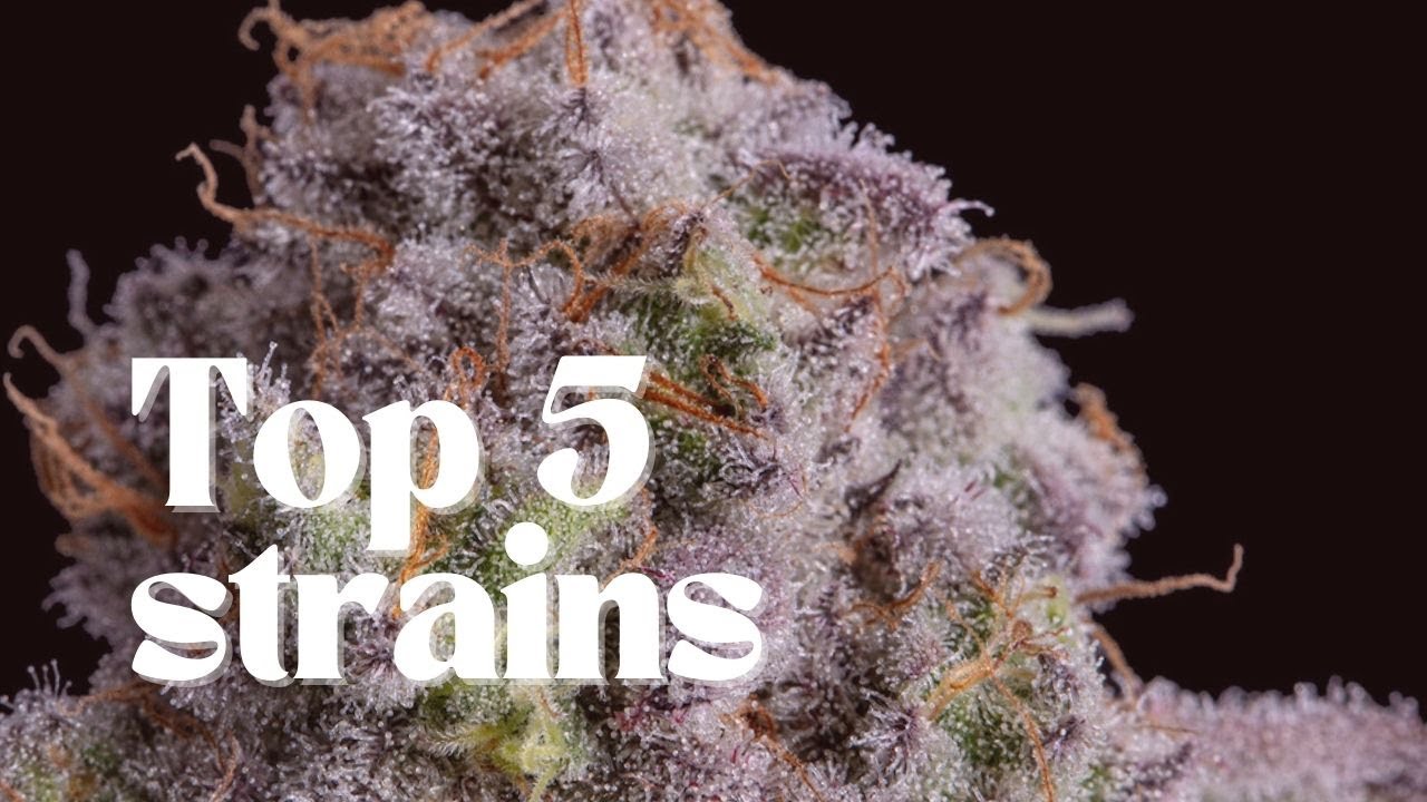 Top 5 Strongest Strains Of 2019 - YouTube