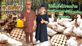 ใช่พื้นที่4ไร่รอบบ้านแหล่งอาหารสร้างรายได้ให้เรียนรู้ธรรมชาติอินทรีย์เพื่อสังคมสิ่งแวดล้อม0895242397