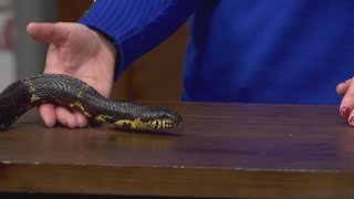 Do You Want a Russian Rat Snake As A Pet?