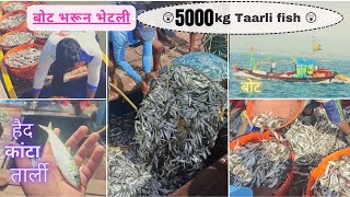 बोट भरून भेटली तार्ली/कानटा/हैद | 5,000 kg fish | भरडखोल (श्रीवर्धन) नेट फिशिंग.|