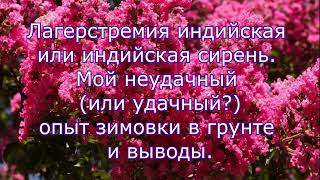 Лагерстремия индийская. Мой неудачный (или удачный?) опыт посадки и зимовки и выводы