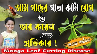 আম গাছের পাতা কাটা রোগ ও তার কারন এবং প্রতিকার ! Mango Leaf Cutting Disease !