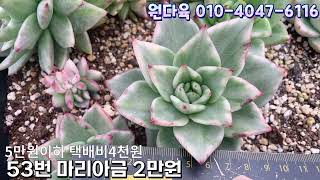 3월25일 매력적인 #꽃눈 이도 너무 예뻐요 #다육이한판 #마리아금한판 구경오세용^^ #원다육