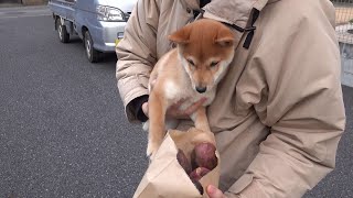 石焼き芋をロックオンする豆柴。初めてお芋の味はいかがかな。