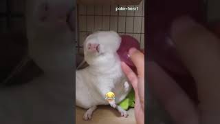 Chinchilla Rabbit Enjoys a Massage | Shorts