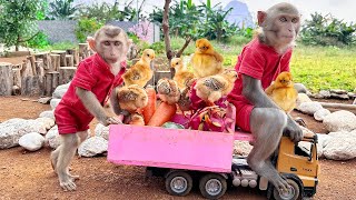 Daddy Monkey Bim Bim takes his chicks and baby monkey Obi to harvest fruit on the farm