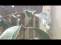 Winter pest treatment on tropical fruit plants, in this case scale and thrips on my Lilly Pilly