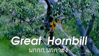 Great Hornbill | นกกก | Birder's Journal EP16 | Wildlife Photography | อุทยานแห่งชาติเขาใหญ่