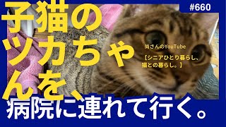 大きな子猫のツカちゃんを、病院に連れて行く。♯ひとり暮らし♯猫との暮らし♯猫と生きる♯長崎♯病院#節約 メニュー