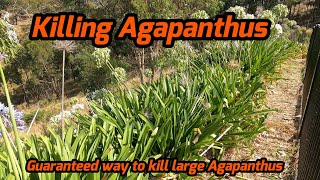 How to Kill Agapanthus - 2024 #11