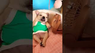 Horlayan Köpek #hayvanlar #shorts