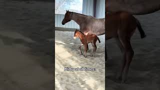 My spunky baby foal at all times #babyanimals #foal #foals #horses #horse #horsevideos