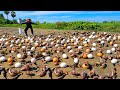 wow wow! a female fisherman Harvest duck eggs and snails a lot at field dry water by best hand