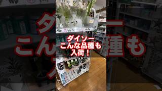 ダイソー光ヶ丘店であの植物を発見！