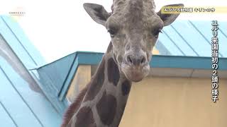 動物園のあるまちプロジェクト第10弾「夢は新築ーキリンから考える幸せは獣舎とは」第1回おびひろ動物園 柚原和敏園長①