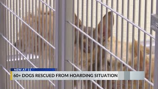 60-plus dogs rescued from Dillion County hoarding situation; group asks for stricter laws