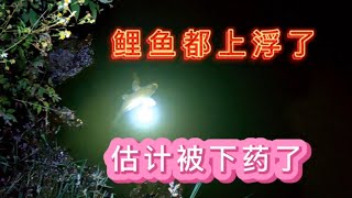 三更半夜去打隔夜窝，发现河面上有好多鲤鱼转圈圈，估计被下药了