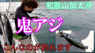 【和歌山　釣り】加太沖の鬼アジ釣り　えげつない