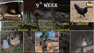 9th week நாட்டுக்கோழி கொட்டகை பற்றிய பயணம் மற்றும் பண்ணை வேலை தொடர்புடைய தகவல்கள் | @WinNestBirds