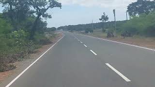 Yellow Butterflies are crossing the Jaffna Mannar road