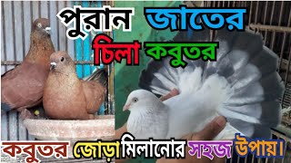 পুরান জাতের চিলা কবুতর | Chila kobutor | কবুতর জোরা মিলানোর সহজ উপায় | আসল কালদম কবুতর |